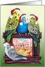 Budgie Parakeet YOUR Photo Card Here Christmas Parrot Painting card