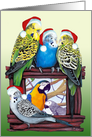 Budgie Parakeet YOUR Pet Parrot Photo Card Here Season’s Tweetings card