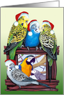 Budgie Parakeet Photo Card YOUR Pet Parrot Picture Here Season’s Tweetings card