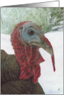 Wild Turkey Bird Winter Painting card