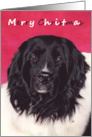 Landseer Newfoundland Dog Painting Christmas card