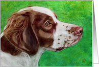 Brittany Spaniel Dog...