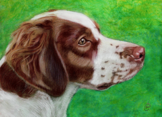 Brittany Spaniel Dog...