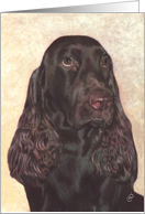 Field Spaniel Dog...