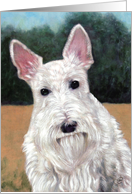 White Scottish Terrier Painting card