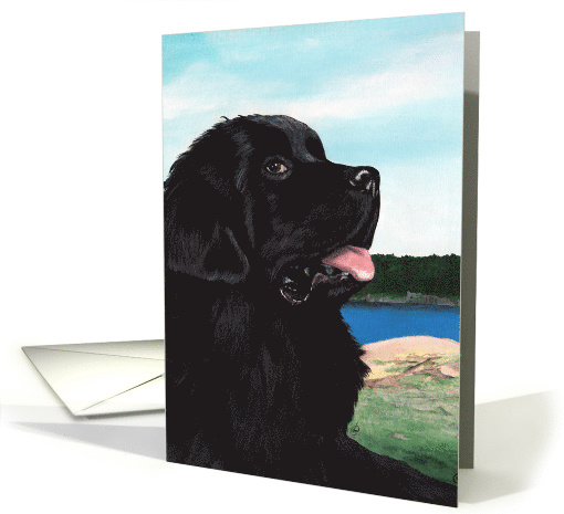 Newfoundland Black Newfie Dog Sympathy card (1564568)