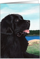 Newfoundland Black Newfie Dog Sympathy card