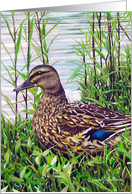 Mallard Duck Wild Bird Painting Earth Day card