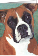 Boxer Dog Breed...