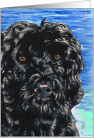 Portuguese Water Dog...