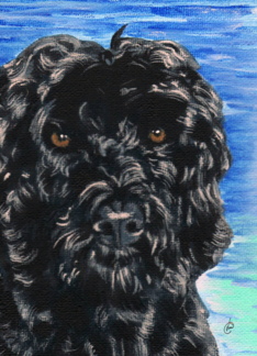 Portuguese Water Dog...