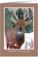 Thinking of You Winter Greetings Elk and Chickadee card