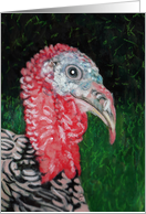 Wild Turkey Painting card