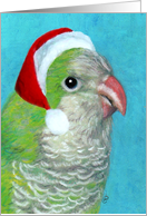 Quaker Parrot in Santa Hat card