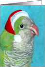 Quaker Parrot in Santa Hat card