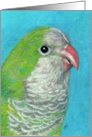 Quaker Parrot Painting card