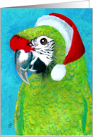 Military Macaw Parrot Santa card
