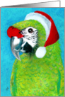 Military Macaw Parrot Santa card