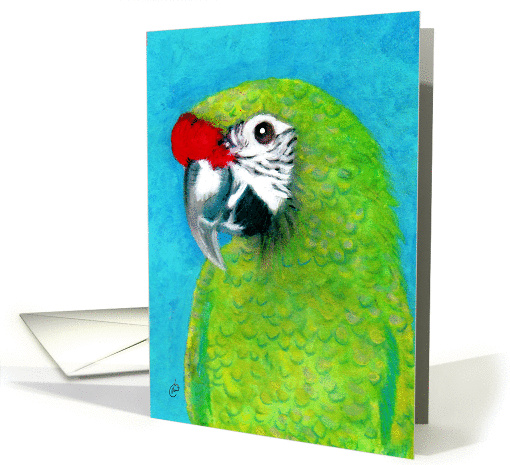 Military Macaw Painting card (314025)