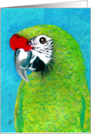 Military Macaw...
