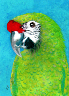 Military Macaw...