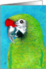 Military Macaw Painting card