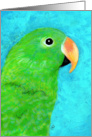 Eclectus Parrot Painting card