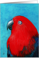 Eclectus Parrot Painting card