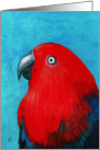 Eclectus Parrot Painting card