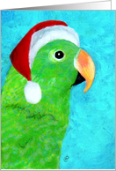 Eclectus Santa Parrot card