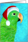 Eclectus Santa Parrot card