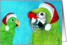 Eclectus & Military Parrot Santas card