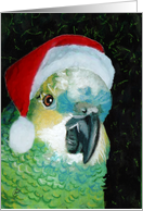 Blue Fronted Amazon Parrot Santa card