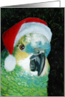 Blue Fronted Amazon Parrot Santa card