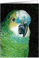 Blue Fronted Amazon Parrot Painting card