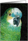 Blue Fronted Amazon Parrot Painting card