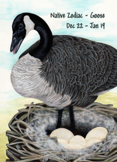 Dec 22-Jan 19 Goose...