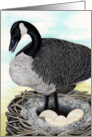 Canada Goose Painting card