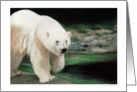 Polar Bear Painting card