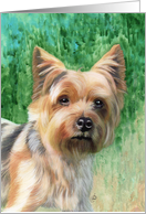 Silky Terrier Painting card