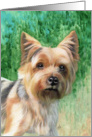 Silky Terrier Painting card