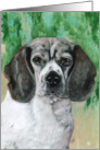 Beagle Hound Painting card