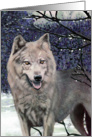 Wolf Painting card