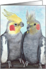 Cockatiels Parrot Painting card