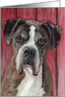 Boxer Dog Painting card