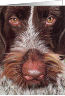 German Wire-Haired Dog Painting card