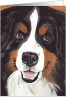 Bernese Mountain Dog Painting card
