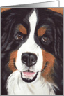Bernese Mountain Dog Painting card