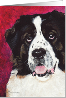 Saint Bernard Dog Painting card
