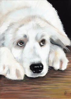 Great Pyrenees Dog...